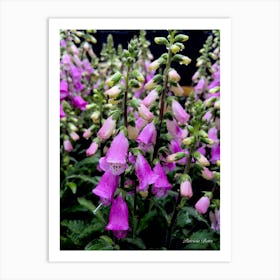 Foxgloves - photography Art Print