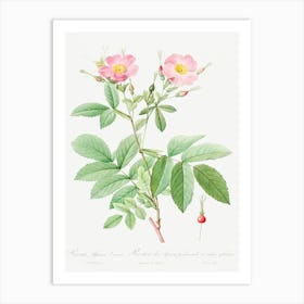 Alpine Rose, Pierre Joseph Redoute 2 Art Print