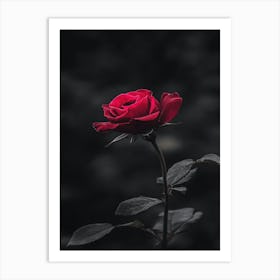 Dark Rose 2 Art Print