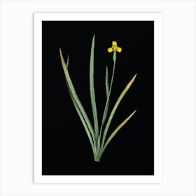 Vintage Iris Martinicensis Botanical Illustration on Solid Black n.0757 Art Print