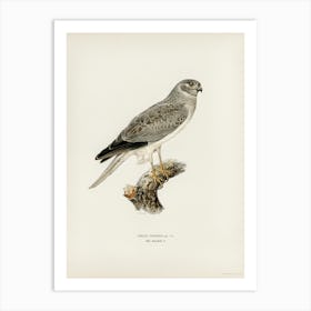 Hen Harrier Male (Circus Cyaneus), The Von Wright Brothers Art Print