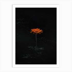 Single Flower In The Dark 17 Art Print