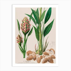 Plant With Flowers And Leaves Art Print