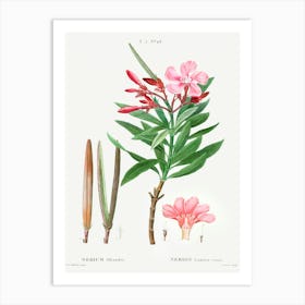 Oleander, Pierre Joseph Redoute (2) Art Print