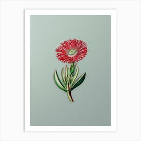 Vintage Red Edged Fig Marigold Botanical Art on Mint Green n.0535 Art Print