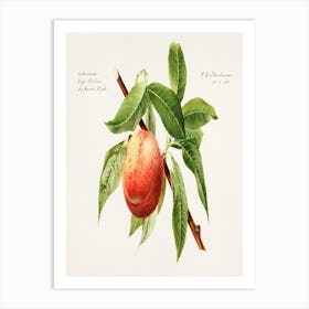 Peach On A Branch 1 Art Print