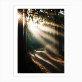 Sunbeams In The Forest Art Print