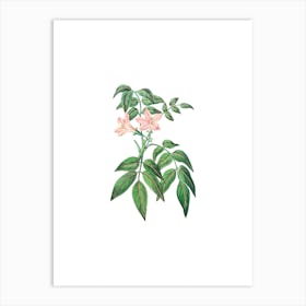 Vintage Turraea Pinnata Flower Botanical Illustration on Pure White n.0746 Art Print