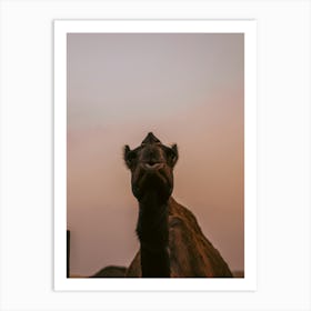 Camels Kiss - Al Wathba Abu Dhabi UAE photo print - moody animal photography art Art Print Art Print