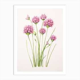 Chives Vintage Botanical Herbs 3 Art Print