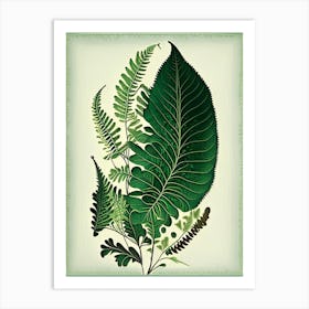 Southern Maidenhair Fern 4 Vintage Botanical Poster Art Print