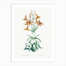 Canada Lily, Pierre Joseph Redoute Art Print