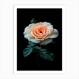 Peach Rose On Black Background 2 Art Print