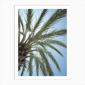 Botanical palm tree in San Sebastian Spain art print - summer nature and travel photography by Christa Stroo Photography Art Print