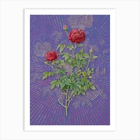 Vintage Burgundy Cabbage Rose Botanical Illustration on Veri Peri n.0317 Art Print