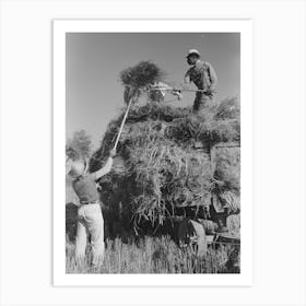 Pitching Bundles Of Rice From Rack To Wagon Note How Bundle Is Caught In Midair By Worker Atop Wagon Art Print