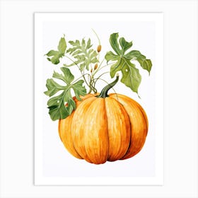 Musque De Provence Pumpkin Watercolour Illustration 3 Art Print