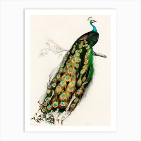 Peacock 14 Art Print