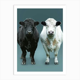 Black And White Cows Art Print