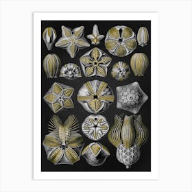 Vintage Haeckel 12 Tafel 80 Knospensterne Art Print