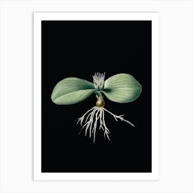 Vintage Massonia Pustulata Botanical Illustration on Solid Black n.0522 Art Print