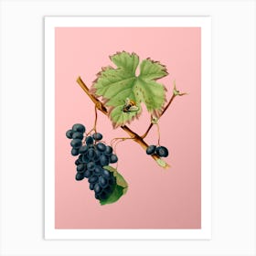 Vintage Barbera Grape Botanical on Soft Pink n.0352 Art Print