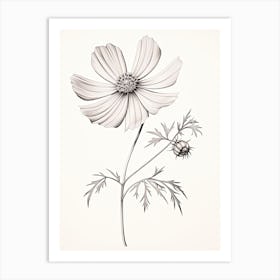 Cosmos Flower Vintage Botanical 0 Art Print