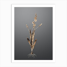 Gold Botanical Ixia Scillaris on Soft Gray n.4059 Art Print
