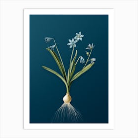 Vintage Scilla Amoena Botanical Art on Teal Blue n.0029 Art Print