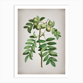 Vintage Service Tree Botanical on Parchment n.0918 Art Print