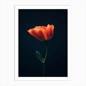 Single Tulip Art Print