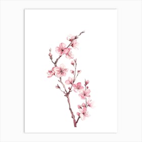 Watercolor Cherry Blossoms 1 Art Print