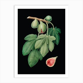 Vintage Fig Botanical Illustration on Solid Black n.0696 Art Print