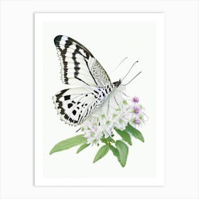 Marbled White Butterfly Decoupage 2 Art Print