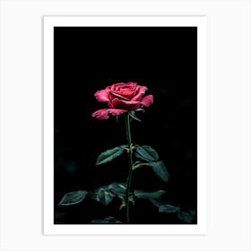 Dark Rose 116 Art Print