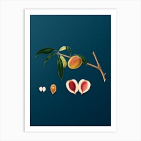 Vintage Peach Botanical Art on Teal Blue n.0344 Art Print