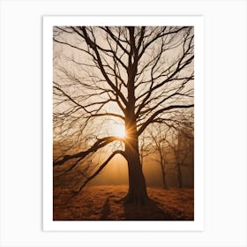 Bare Tree At Sunrise Art Print