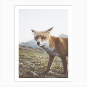 Wild Red Fox Art Print