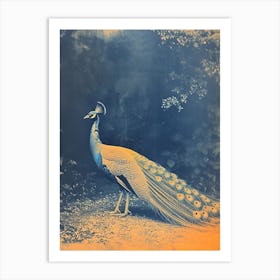 Blue & Orange Peacock In The Wild 2 Art Print