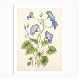 Asagao Morning Glory 3 Vintage Japanese Botanical Art Print