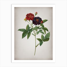 Vintage Van Eeden Rose Botanical on Parchment n.0502 Art Print