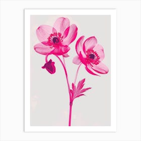 Hot Pink Hellebore 1 Art Print