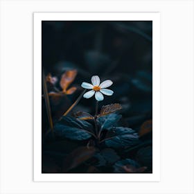 Flower In The Dark 82 Art Print