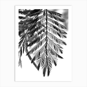 Delicate And Beautiful Plants Art Print