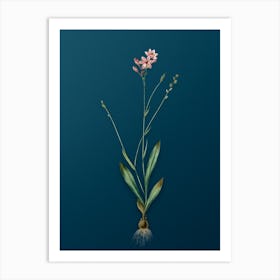 Vintage Gladiolus Junceus Botanical Art on Teal Blue n.0171 Art Print