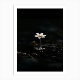 Single Flower In The Dark 65 Art Print