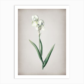 Vintage Tall Bearded Iris Botanical on Parchment Art Print