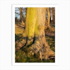 Tree trunk in the evening light 3 Art Print