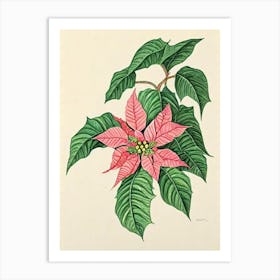 Poinsettia Vintage Botanical Flower Art Print