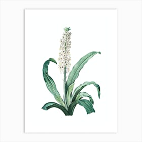 Vintage Eucomis Punctata Botanical Illustration on Pure White n.0174 Art Print